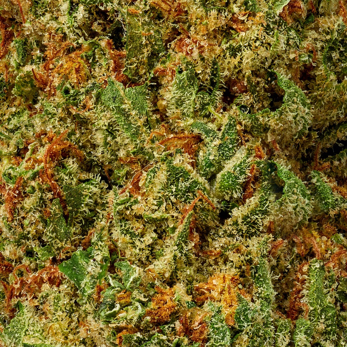 Sativa • White Ember (Economy)