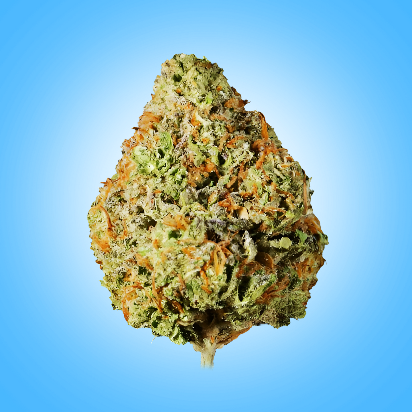 Hybrid • Pineapple Express (Budget Buds)