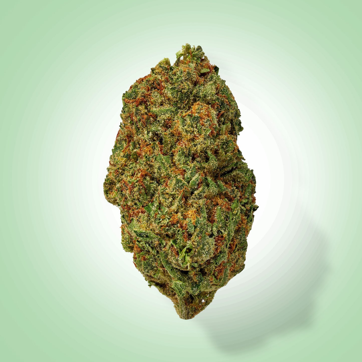 Sativa • White Ember (Economy)