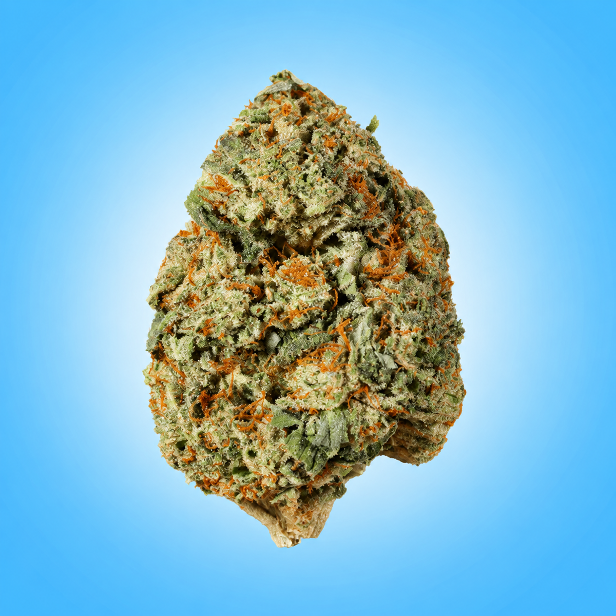 Indica • Motorbreath