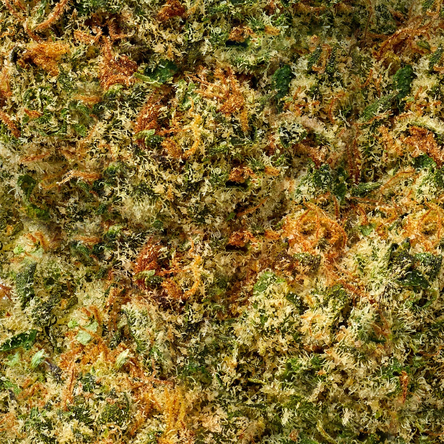 Hybrid • Trainwreck (Budget Buds)