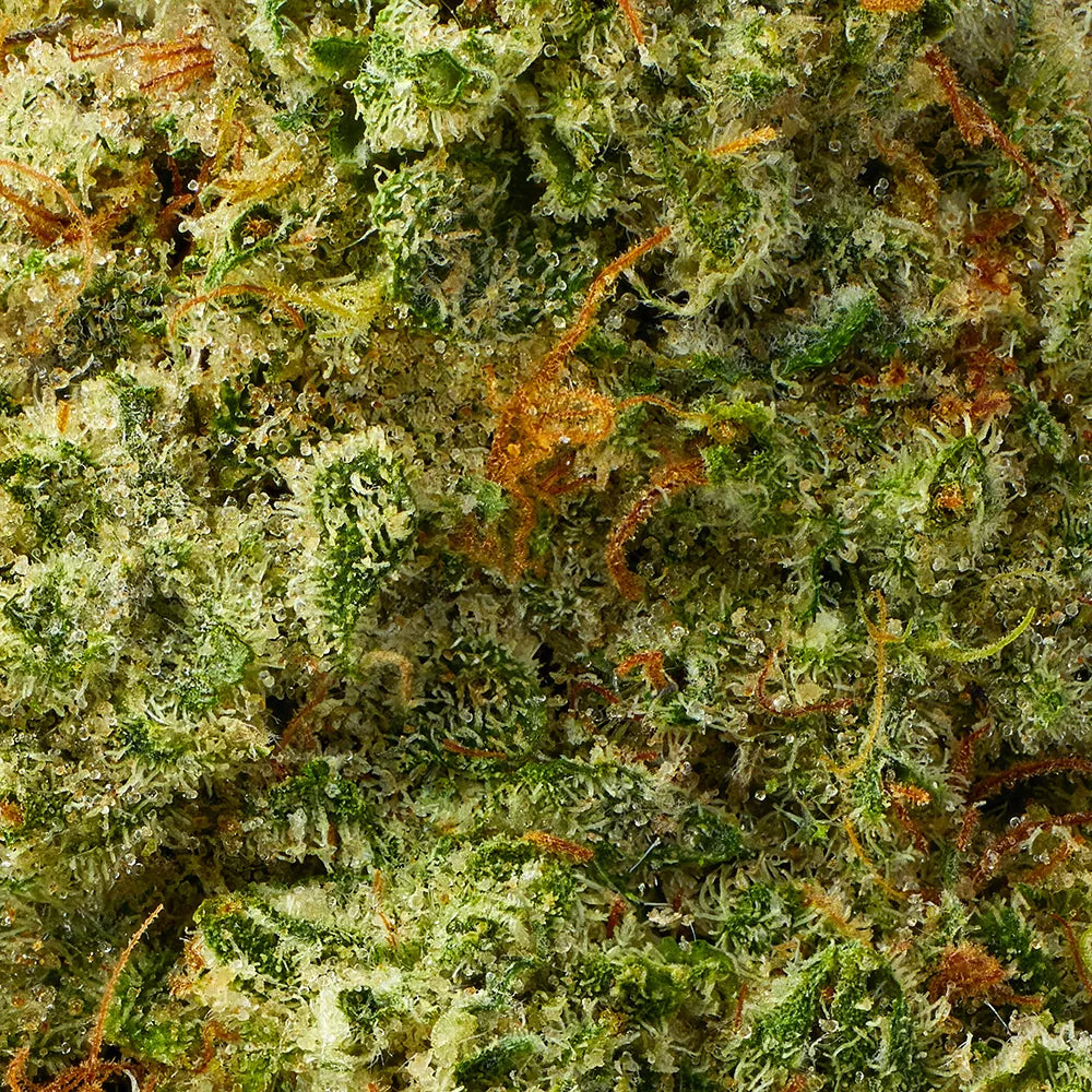 Sativa • Super Silver Haze (Exotic)