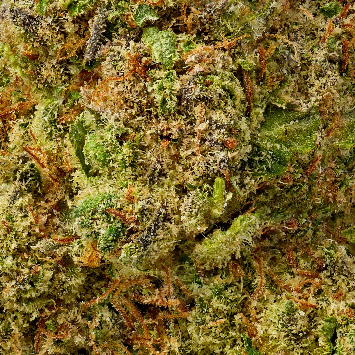 Sativa • Sun Drift (Exotic Bulk)