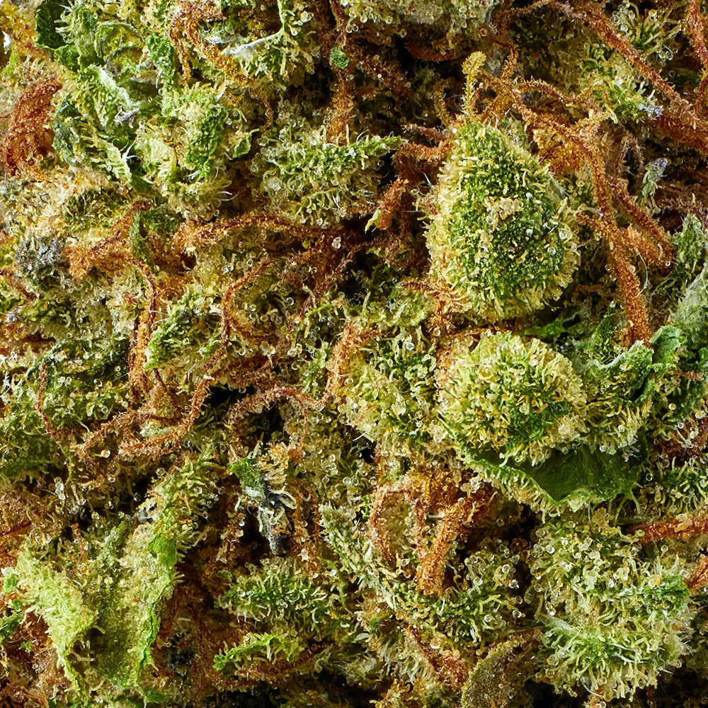 Pineapple Express THCA Flower | Premium Ounce 28g | ZENZURI