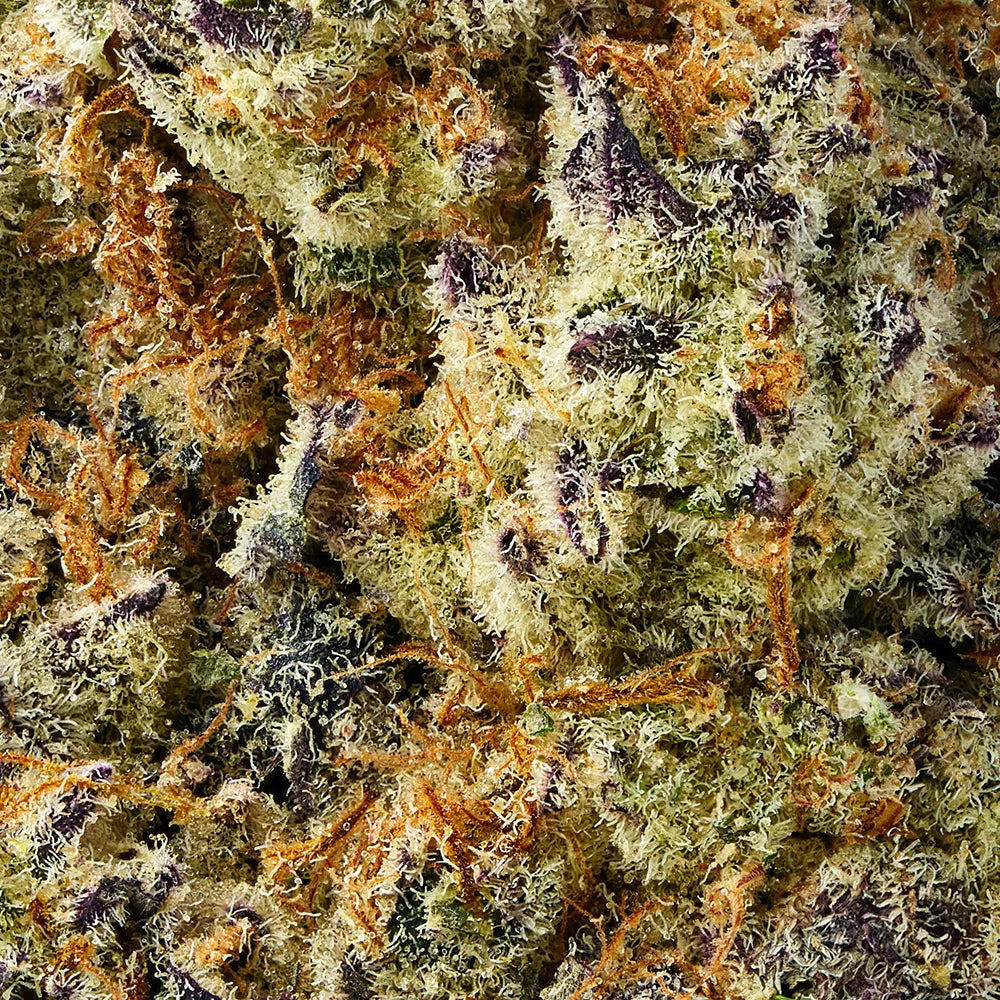 Hybrid • White Widow (Premium)