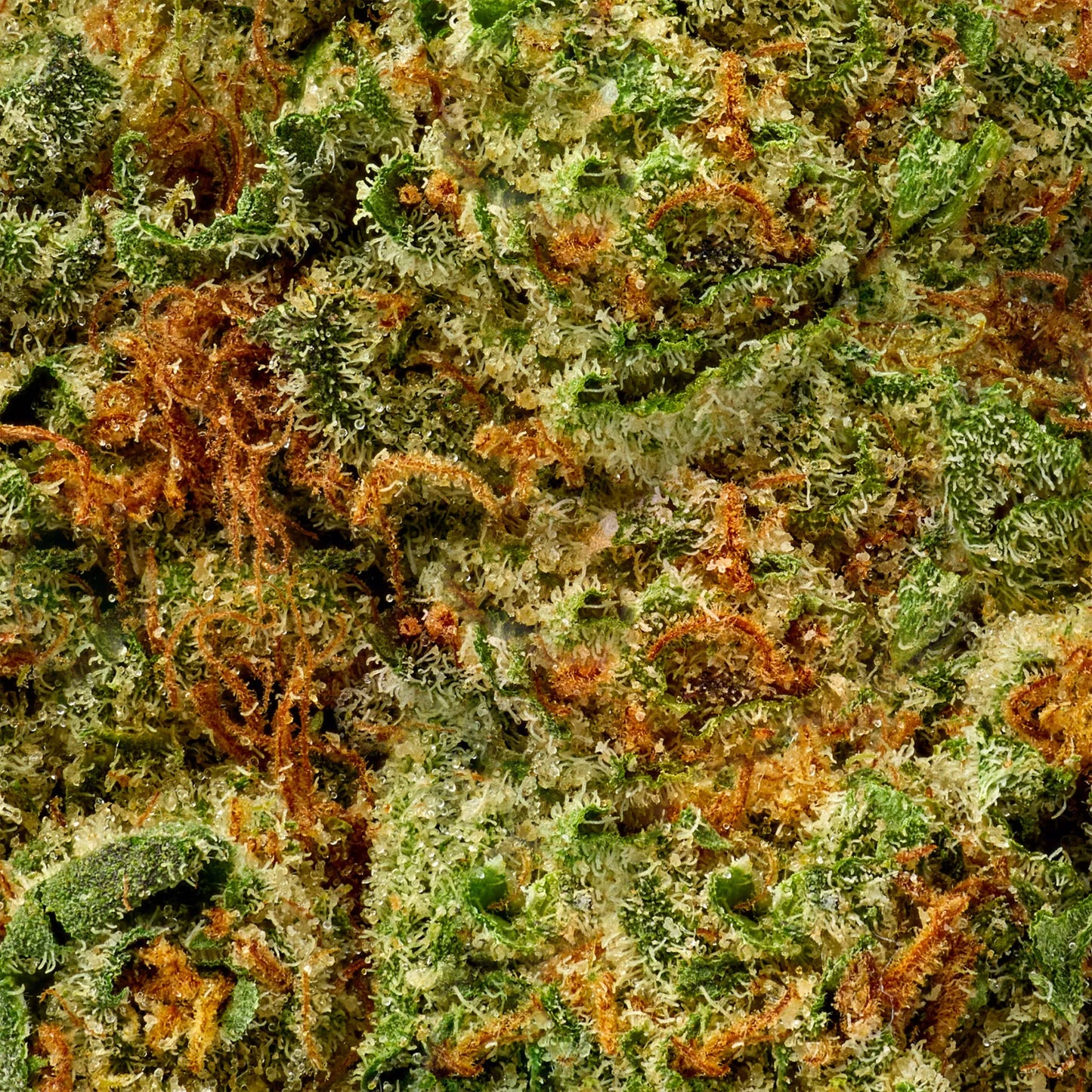 Hybrid • Crunch Berries (Economy)