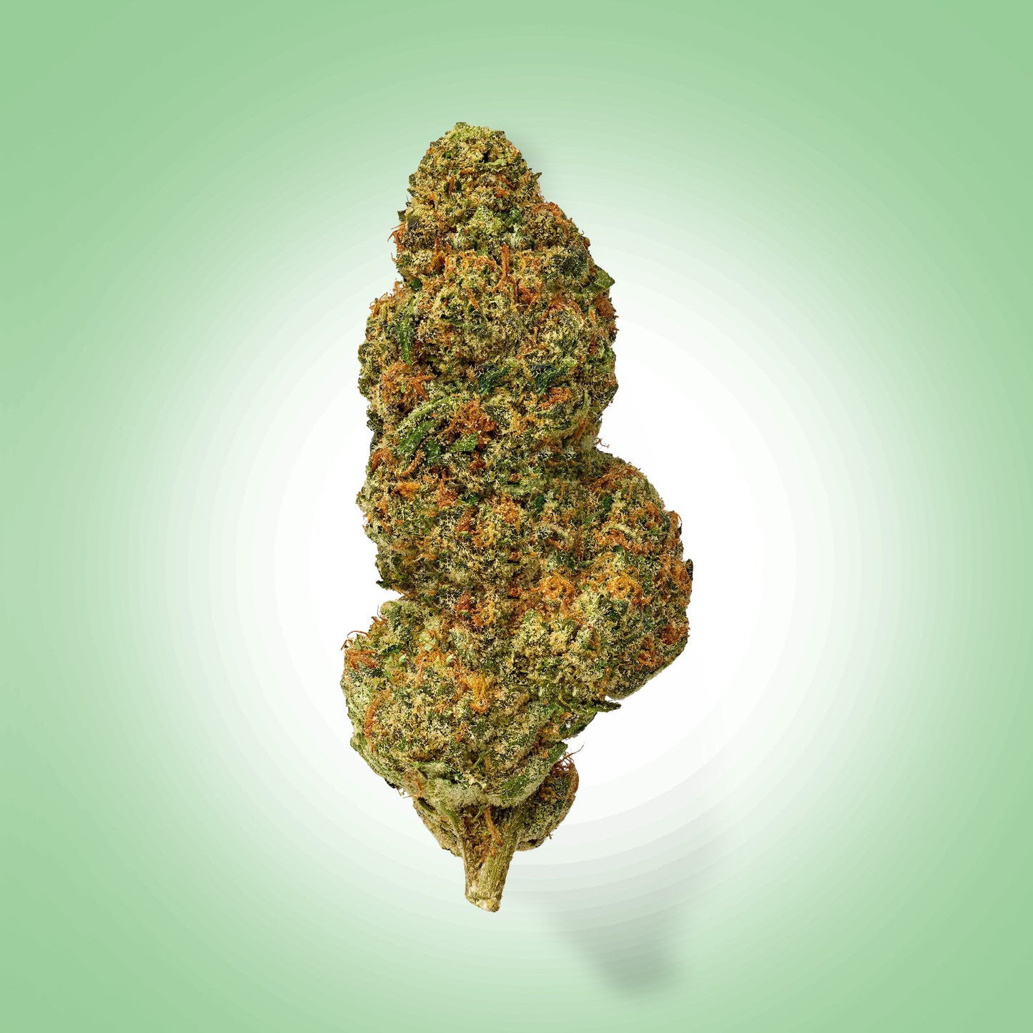 Sativa • OG Kush (Economy)