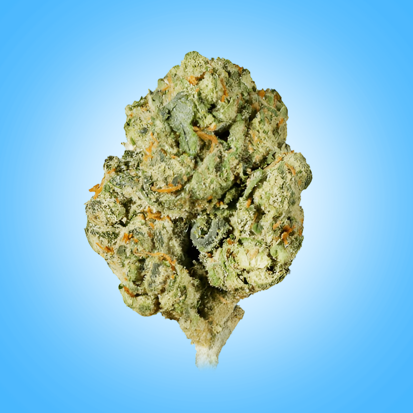 Hybrid • Trainwreck (Budget Buds)